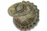 Wide, Bumpy Enrolled Morocops Trilobite - Morocco #310760-2